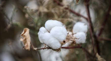 Purchase prices for cotton rise again in Azerbaijan