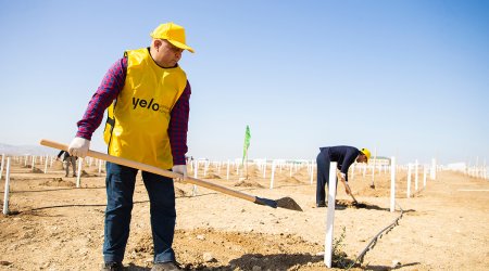 Yelo Bank принял участие в акции по посадке деревьев- FOTOLAR