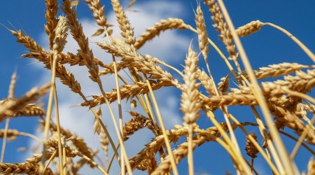 Əlcəzairin ilin sonuna kimi buğda ehtiyatı var