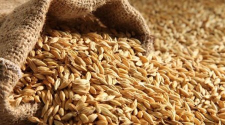 4,5 milyon ton taxıl Ukrayna limanlarında qalıb