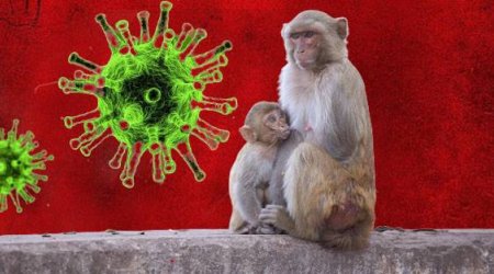 Meymunçiçəyi ilə bağlı bu ölkədə karantin müəyyən edildi