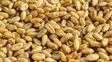 Xersondan Rusiyaya taxıl ixracına başlanıldı