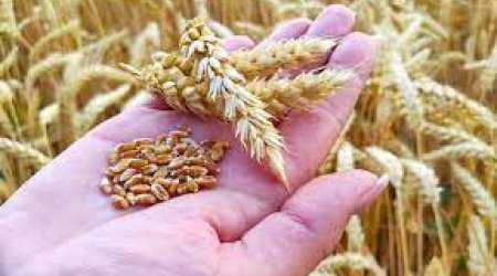 Səfir Türkiyəni oğurlanmış taxıl almaqda ittiham etdi