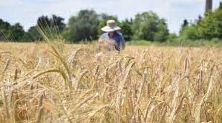 Kreml Kiyevin Ukrayna limanlarından taxıl ixracı ilə bağlı mövqeyini bildirib