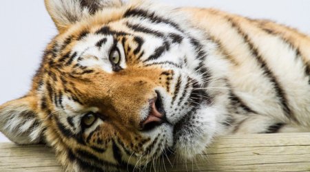 Amur pələngi koronavirusdan ölüb