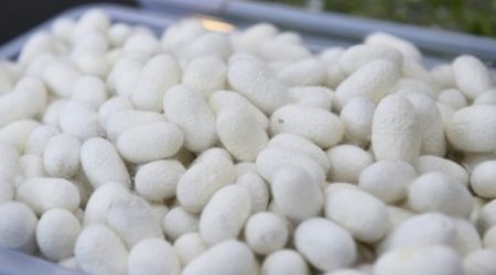 Azerbaijan starts selling cocoons to another country