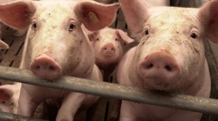 Bu ölkədə donuz taunu aşkar edilib