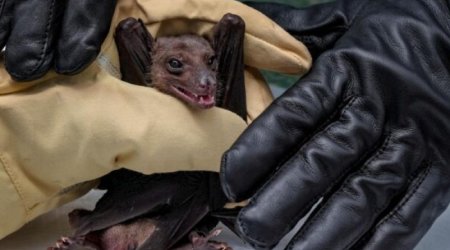 Yeni virus yayıldı - ölənlər var