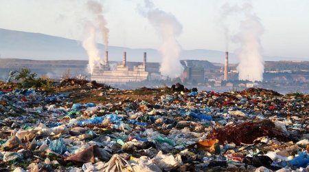 Ermənistanda ekoloji fəlakət: heyvanlar kütləvi şəkildə məhv olur