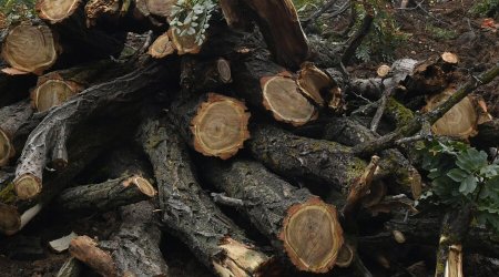 DPA: Almaniyada odun tələbatı artır