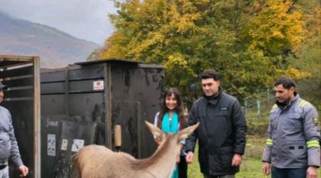 Leyla Əliyevanın iştirakı ilə Şahdağ Milli Parkına marallar buraxılıb