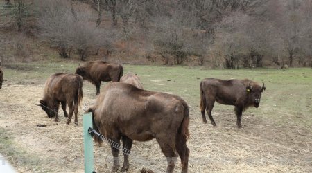 Another 10 bison brought to Azerbaijan