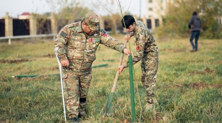 Daha 6 rayonda “Vətən Bağı” yaradıldı - FOTO