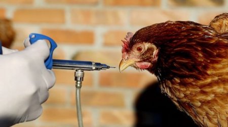 Quş qripinə görə 8600  toyuq məhv edildi