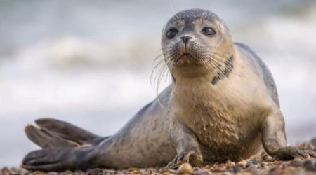 Xəzərin Azərbaycan bölməsində də suiti cəsədləri aşkarlandı