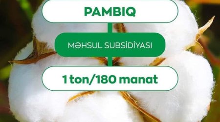 Gələn il pambığın məhsul subsidiyası bu qədər artacaq