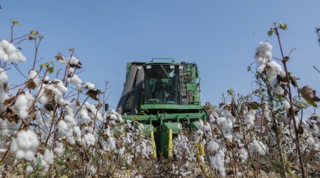 В Азербайджане собрано около 314 тыс. тонн хлопка