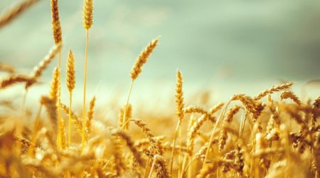 Ukraynadan ixrac edilən taxılın 5,4%-i yoxsul ölkələrə çatdırılıb - Kırışçı