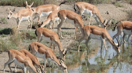 33 gazelles released into Azerbaijan's liberated territories