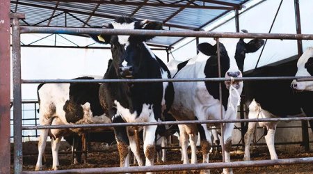 Türkiyədə dabaq virusu yayılıb