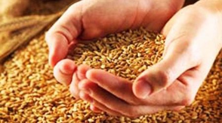 Fermerlərə verilən subsidiyalar niyə səmərə vermir? Buğda əkini nə üçün azalır? –Hesablama Palatası