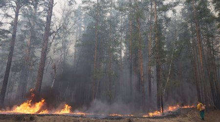 Rusiyada meşə yanğınına görə vilayətdə fövqəladə vəziyyət elan olunub