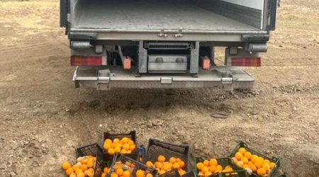 Türkiyədən idxal olunan portağalda zərərli orqanizm aşkarlanıb