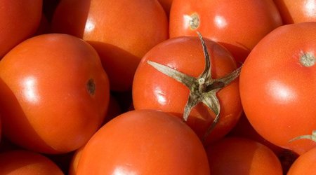 Birinci rübdə Azərbaycandan pomidor ixracı 23% azalıb