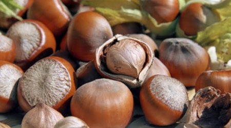 Azərbaycan 2023-cü ilin I rübündə fındıq ixracını 8% artırıb