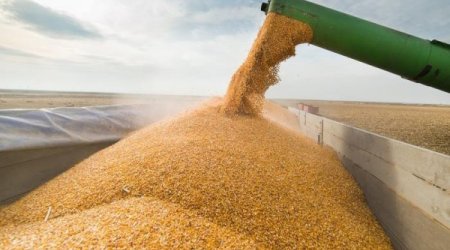 BMT-nin Baş katibi taxıl sazişini uzatmağa çağırıb