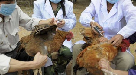 Quş qripi epidemiyaları insanlar üçün təhlükə yaradır