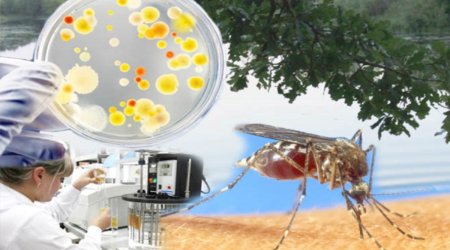 Banqladeşdə dang qızdırmasından ölənlərin sayı 300-ü keçib