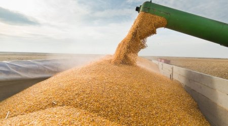 Azərbaycanda buğdanın qiyməti bahalaşacaqmı?