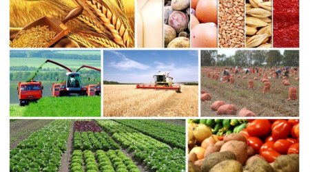 Bu ilin avqustunda aqrar sənaye məhsullarının ixracı artıb