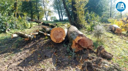 Lerikdə meşədəki ağaclar kəsilib təşkilatlara satılır? - Şikayət - FOTOLAR/VİDEO