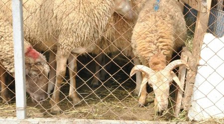 Azərbaycanda diri qoyunların sayı azalır - İdxalda artım var