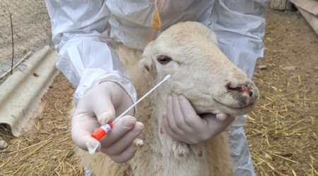Ограничен ввоз мелких рогатых животных из Грузии в Азербайджан