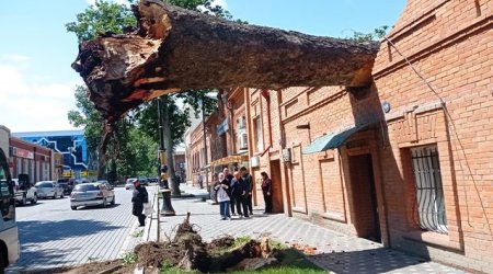 Сильный ветер в Гяндже: повалены деревья, повреждены ЛЭП и газопроводы