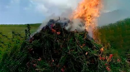 В Лерике уничтожено более 4 тонн кустов дикорастущей конопли