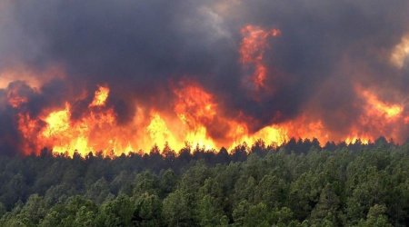 В трех провинциях Турции горят леса