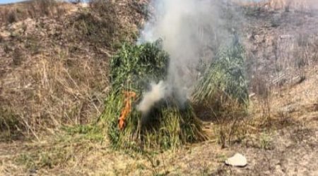 В Физули уничтожено более 3 тонн дикорастущей конопли
