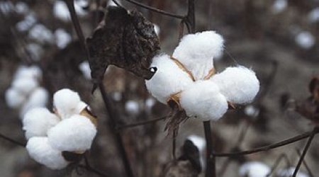 Gürcüstan Azərbaycandan pambıq idxalını artırıb