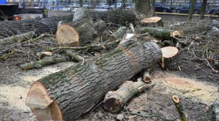 Генпрокуратура взялась за уничтожителей деревьев