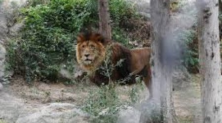 Zooparka getmək istəyənlər böyük şəxslər 7 manat ödəməli olacaq