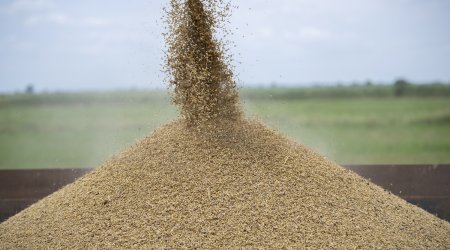 Taxıl sahələrinin 98%-i biçilib