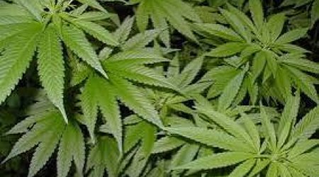 В Агдаме уничтожено свыше тонны дикорастущей конопли