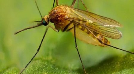 Ermənistanda 58 nəfər Qərbi Nil virusuna yoluxub