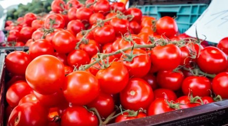 Потребление помидоров населением Азербайджана в 2023 году выросло на 3%
