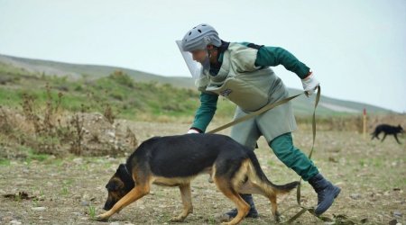 3 mine detection dogs presented to Azerbaijan National Agency for Mine Action