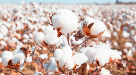 Azərbaycan pambıq mahlıcı ixracını 2 dəfə artırıb